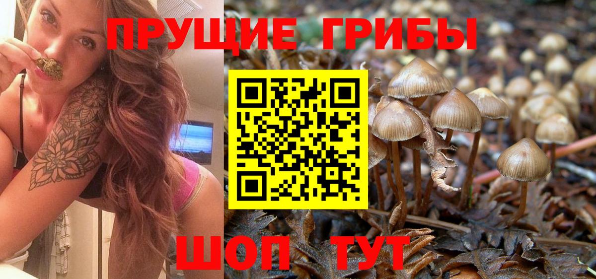 Псилоцибиновые грибы мицелий  Вход с VPN  Кохма  Псилоцибиновые грибы прущие грибы 
